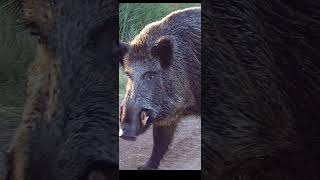 Monster Boar🐗🐗#hunting #viral #wildanimals #viralvideo #wildlife #shortvideo #shorts #precision
