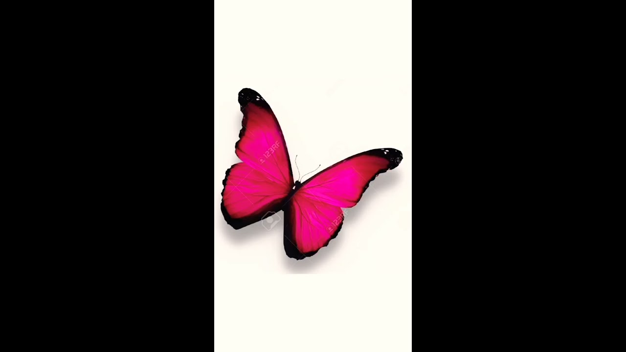 Which Butterfly Colour You Like Shorts 
