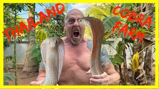 THAILAND COBRA FARM | TEE SARABURI GIANT SNAKE