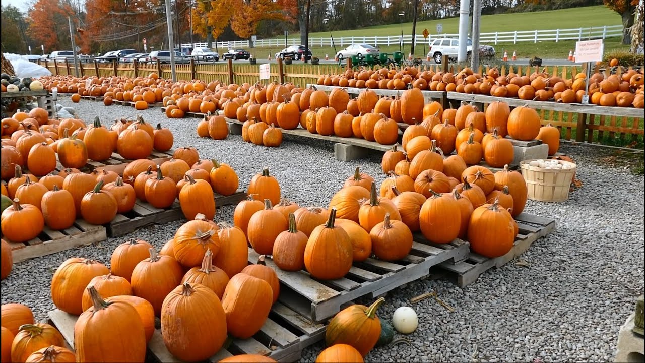 Apple and Pumpkin Picking, Alstede Farms, Chester, New Jersey - YouTube