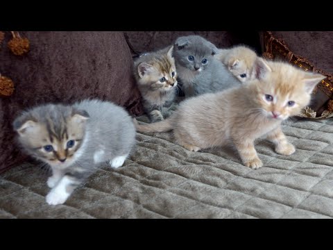 РЕАКЦИЯ КОШКИ, Когда увидела в доме 5 чужих котят.
