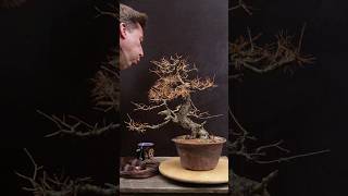 Larch Bonsai transformation (Winter Maintenance)