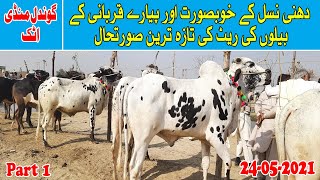 Dhani Bulls Latest Update Eid ul Adha Janwar Gondal Mandi 2021 | Pk Mandi | 24-05-2021