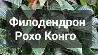 Филодендрон Рохо Конго