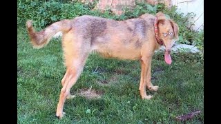 i put minecraft cave sounds over cursed dog panoramas #shorts