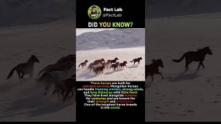 WHY MONGOLIAN HORSES ARE SO TOUGH ? | 🐴❄️