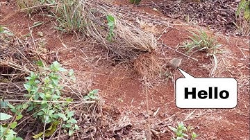 #8 Bẫy Chim Cút Rừng | Forest Quail Trap | Kho Làm Nông TV