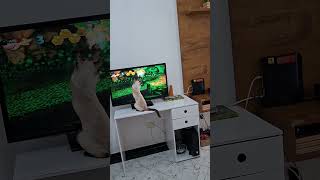 #minecraft #xboxone #rareware #banjokazooie #gatos