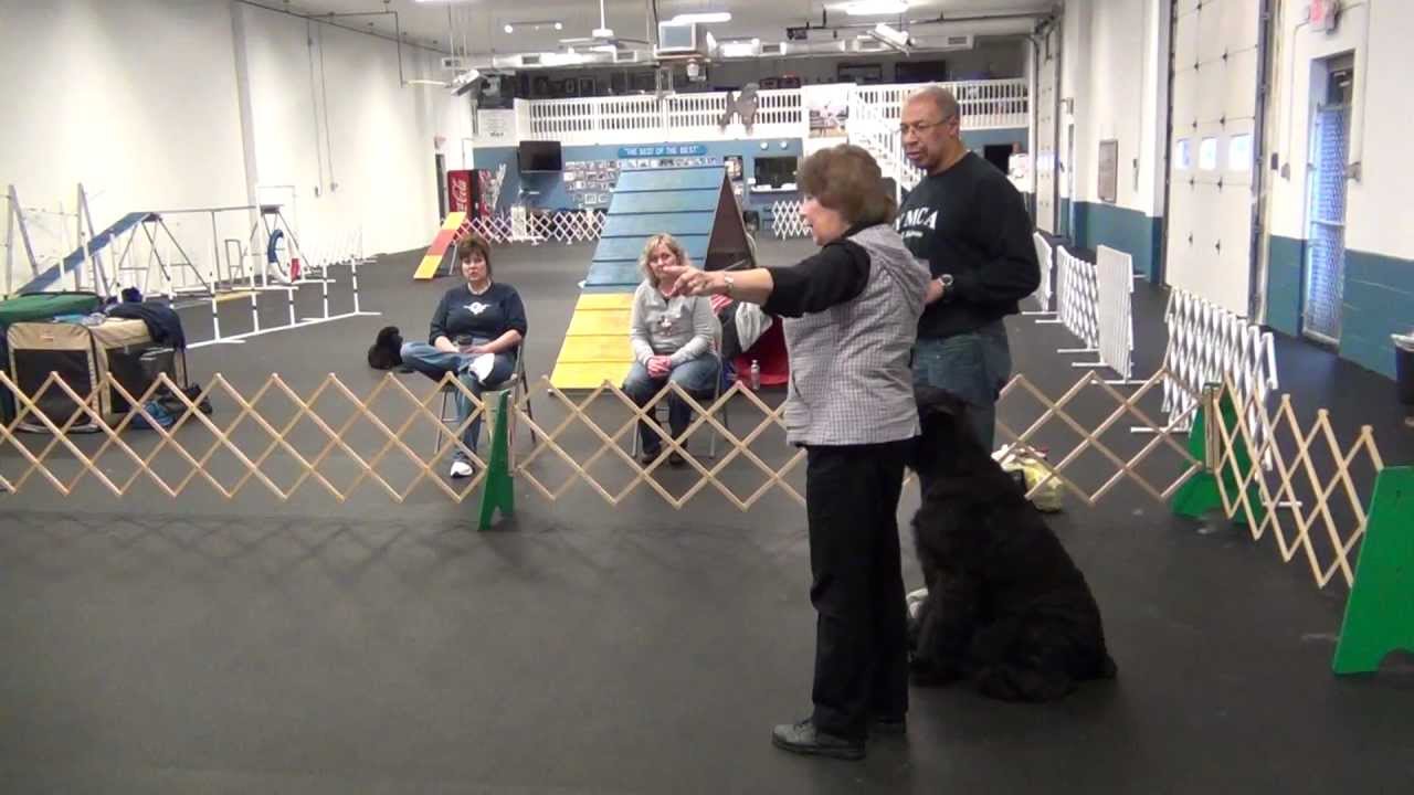 utility-obedience-exercise-youtube