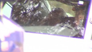 EPD: Arson suspect is in custody