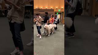 Heartwarming moments with therapy dogs#animals #therapydog #therapy #dog #help #fyp #video