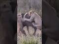 4 Lions Attack a Buffalo #wildlife #animals #shortvideo #viral #lion #buffalo