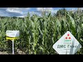 Вітчизняна кукурудза по технології  No-Till