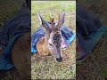 Vatrogasci spasili srndaća iz poplave, on im jeo iz ruke (VIDEO)