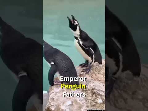Penguins Are More