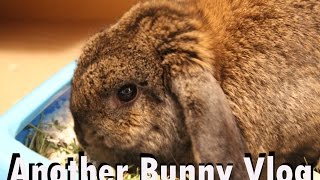 Another Bunny Vlog (Day 4)