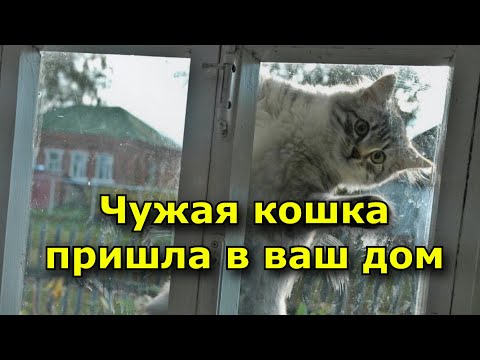Чужая кошка пришла в ваш дом. Приметы и суеверия.