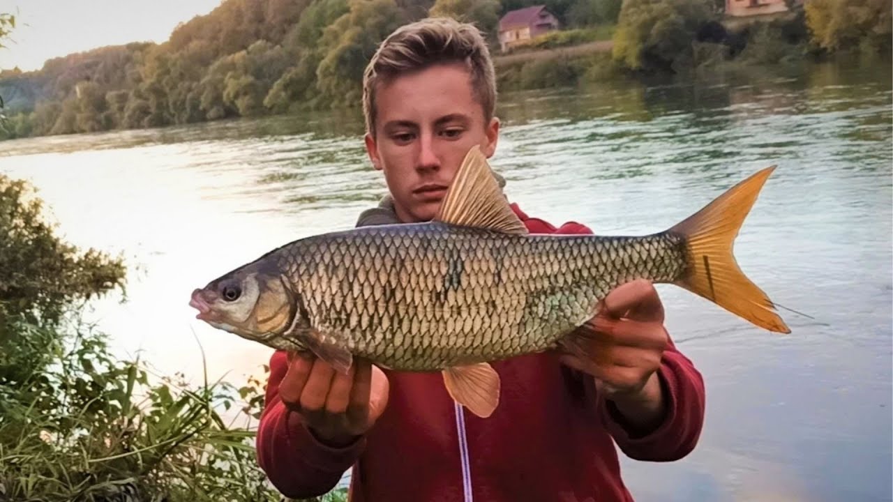 Pecanje Plotice na tanku glistu.Plovkarenje na ušću Mlječanice i Une