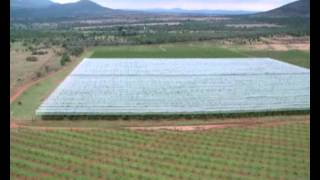 Midway Fruits Hail damage