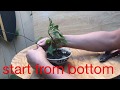 Form & bend a bonsai chili tree that will make it look like Christmas tree when fruit!