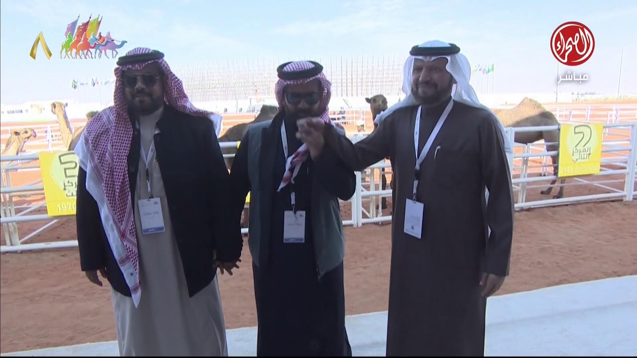 تحدّي الصياهد فئة دق للون ( وضح - صفر - شعل ) #مهرجان_الملك_عبدالعزيز_للإبل8