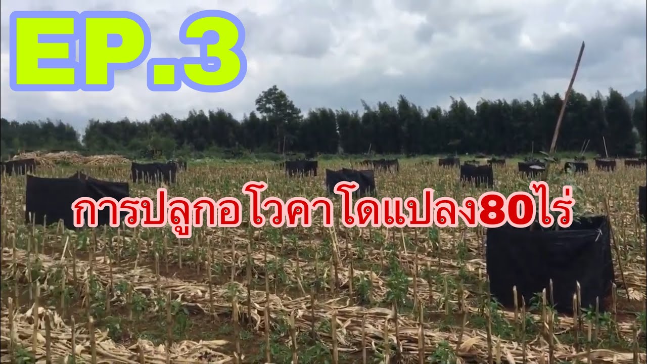 การปลูกอาโวคาโดสวนวังพลากร3