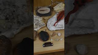 Showing my handmade polymer clay critters with my fossils collection #trilobite #plesiosaurus #paleo