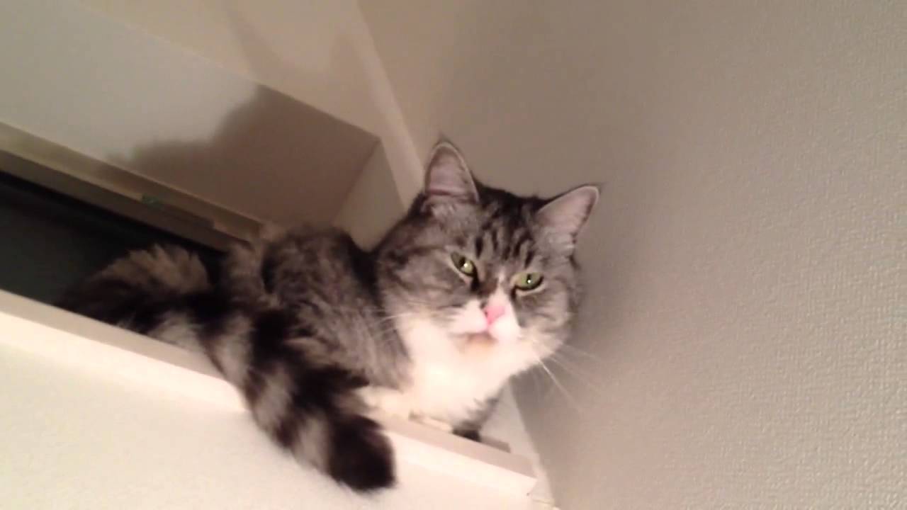 ねこのて 窓際大好きニャンコ A cat likes the window