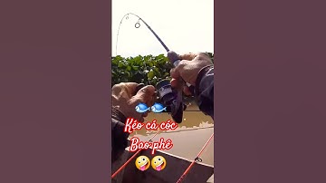 🐟Đã thiệt khi kéo cá cóc cảm giác khó tả🤪🤪#shorts #fishing #caucadanh 👍👍