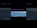 Have You Seen A Pod of Playful Orca in the Wild?