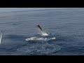Raw video of Jim&#39;s 2nd Marlin of this day. 300 pounds+  #4 of 5
