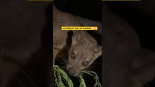 Most Aggressive Mating Ritual