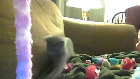 Watch the video about Siamese/russian blue kittens playing