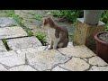 おたまこ 40208😘小玉💞いらっしゃい💖
