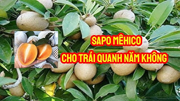 Sapo Mêhicô có thật sự cho trái quanh năm không | SIÊU THỊ CÂY GIỐNG WELOFARM