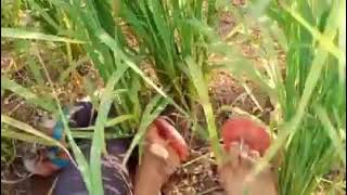 AKU di perkosa di sawah #VIDEOPENDEK