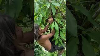 panen buah TIN hutan shorts  kookiko