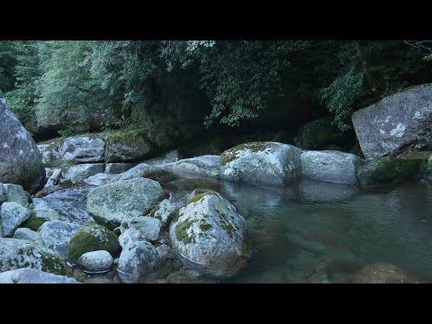 Forest Stream - Nature Sound & 4K (Ultra HD) Footage - 白谷雲水峡／屋久島