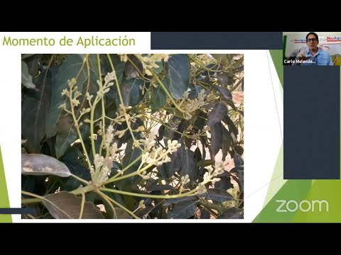 Video: Grape Dove: descripción de la variedad, plantación, cultivo y cuidados. Uso en enología y diseño de jardines