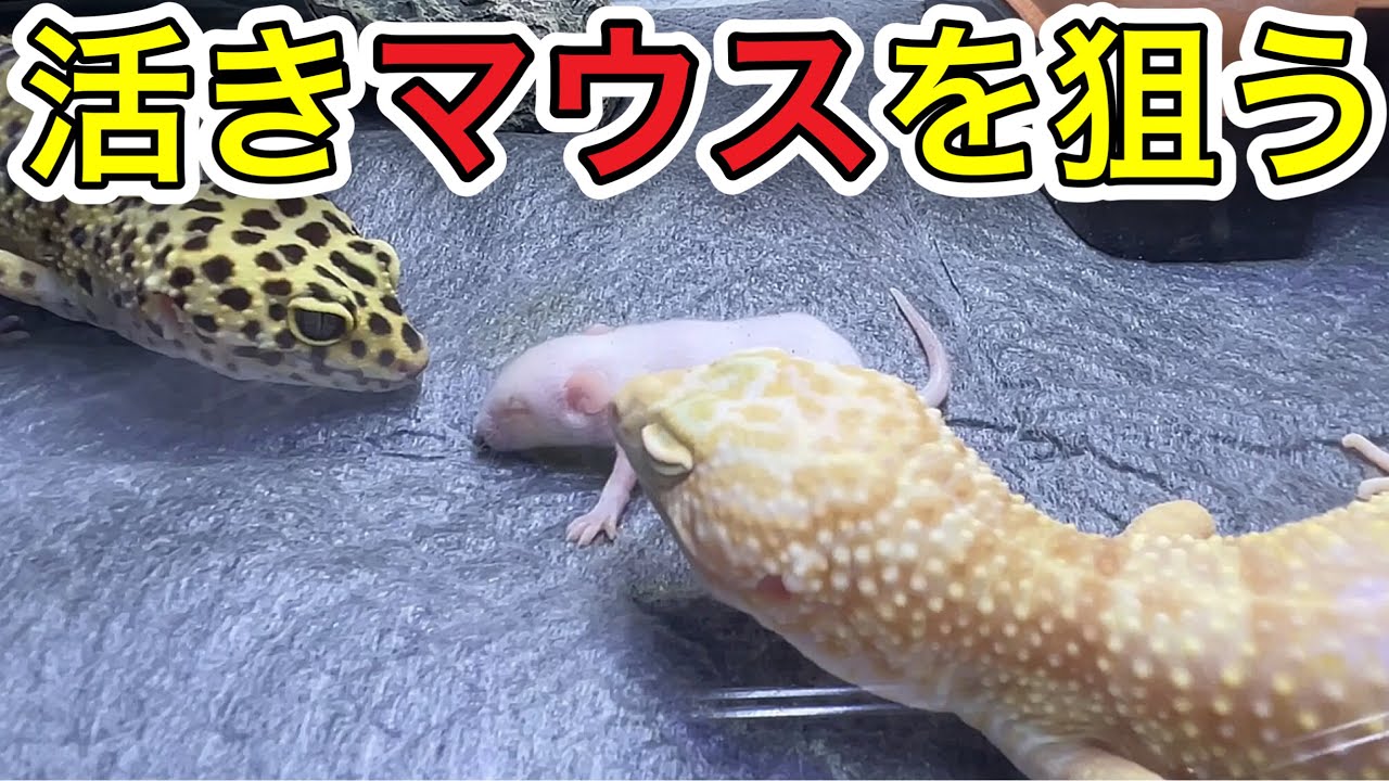 【捕食動画】レオパードゲッコー達が活きマウスを狙う！