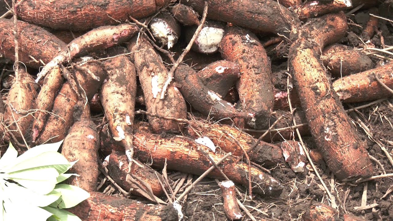 Hechos del Agro - Cultivo de arroz y yuca