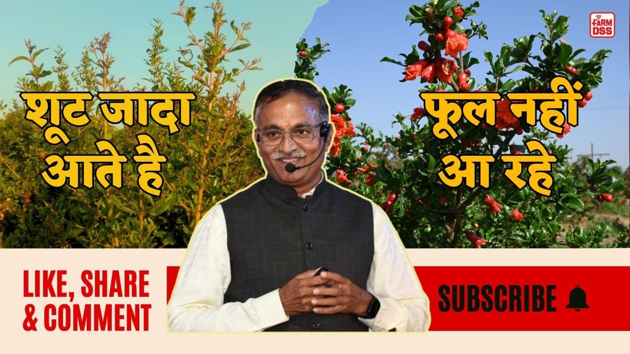 शूट जादा आते है पर फूल नहीं आ रहे | Shoot Management @BTGore