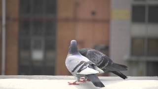 Panasonic Lumix GH4 96fps slowmotion test