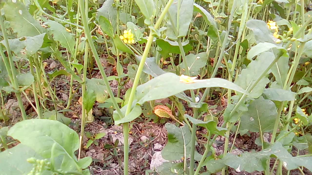 Mustard fields -:- ????? ????? | ????? ????? -:- Test Video - YouTube