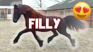 Which Filly Stands Out? Dolly on the Trailer! Which Horse is on the Road? | Friesian Horses