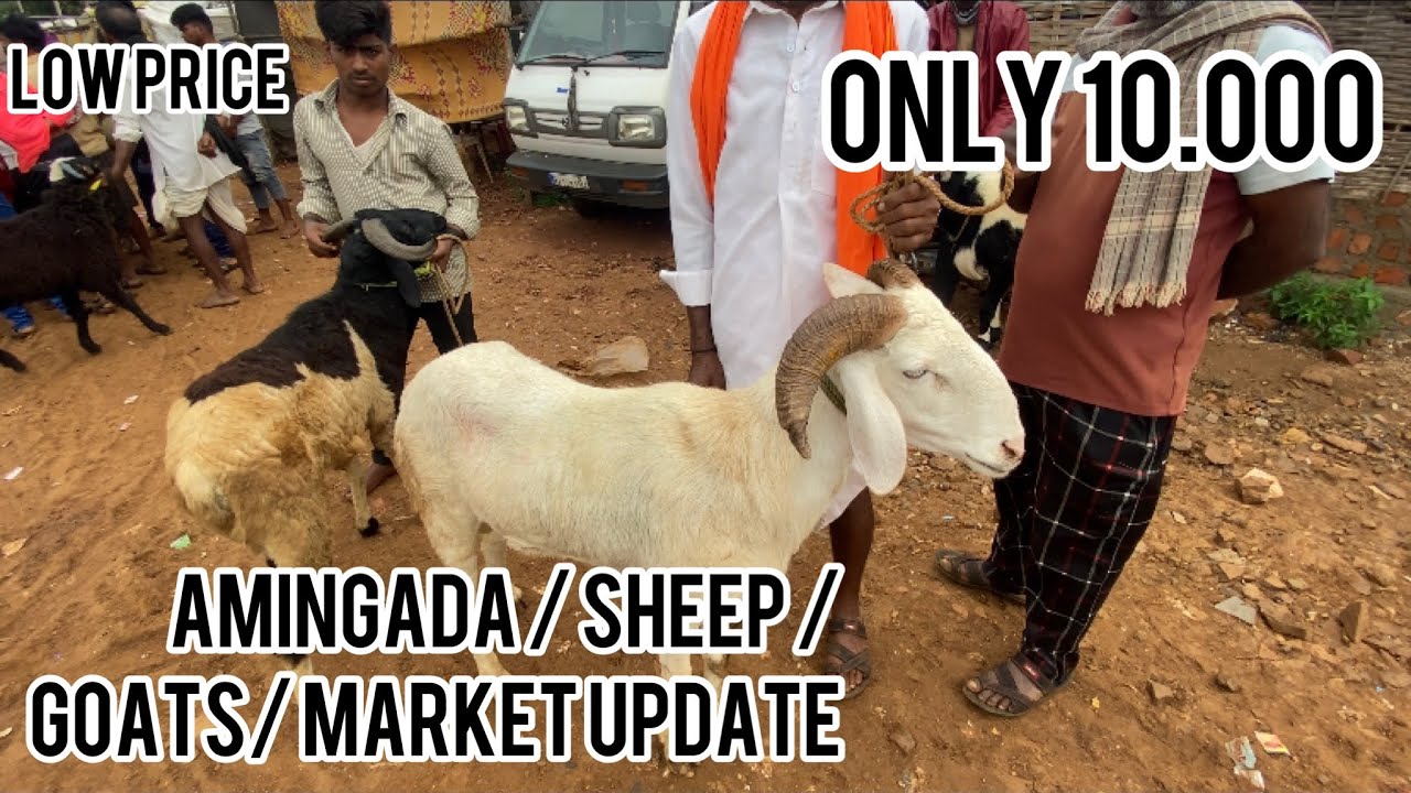 Amingada / sheep / goats/ market update low / prices / sheep 🐑