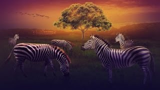 Zebra | Photo Manipulation in Adobe Photoshop CC (Tutorial) Zebra | Photo Manipulation in Adobe Photoshop CC (Tutorial)