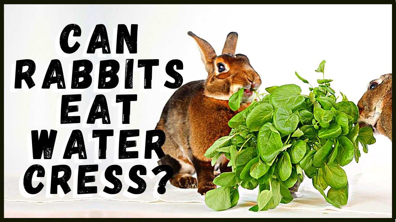 Can Rabbits Eat Watercress? YouTube