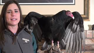 Feathers, an Adaptation for Birds Only