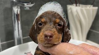 My Tiny Rescue Puppy's First Bath... I Didn't Expect This!